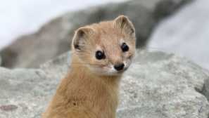 Transbaikalsky solongoy